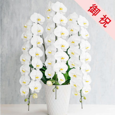 【お祝い用】3本立ち白胡蝶蘭