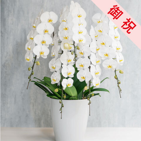 【お祝い用】5本立ち白胡蝶蘭