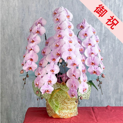 【お祝い用】5本立ちピンク系胡蝶蘭