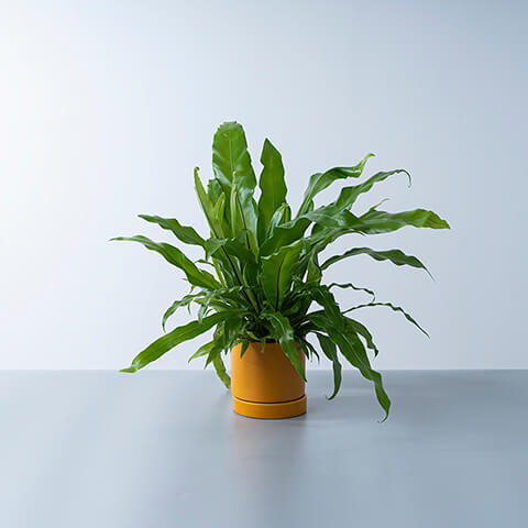 オオタニワタリ（アスプレニウム）】高さ約80cm 観葉植物 0ac9217841f270460b735ae386e67e