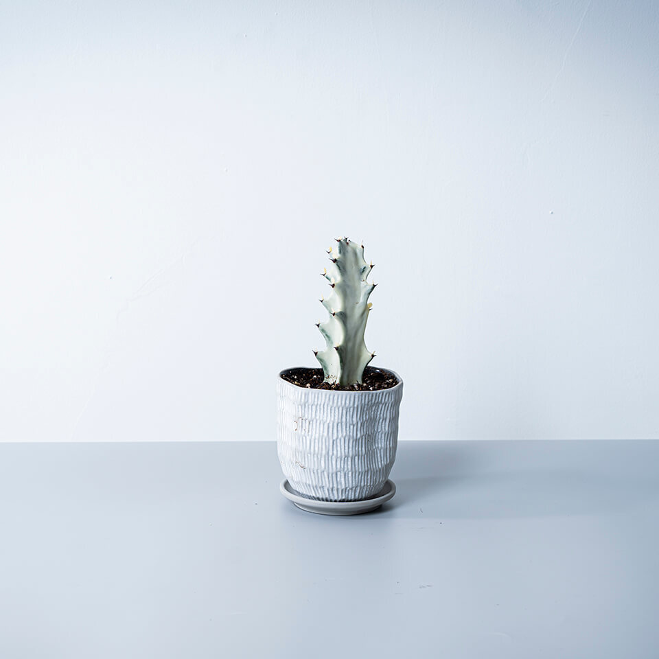 8c73a0fea251a44ba8d0187589b8a8