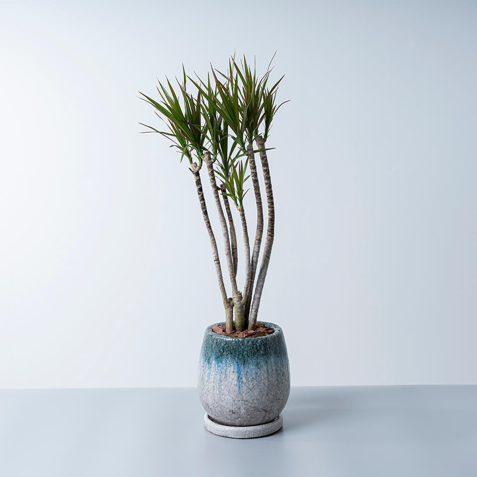 【こだわり樹形】　ドラセナ　コンシンネ　トリカラー　曲がり　陶器鉢　植え込み発送 コンシンネ トリカラー【観葉植物 7号鉢／1個売り】｜ 【植物の