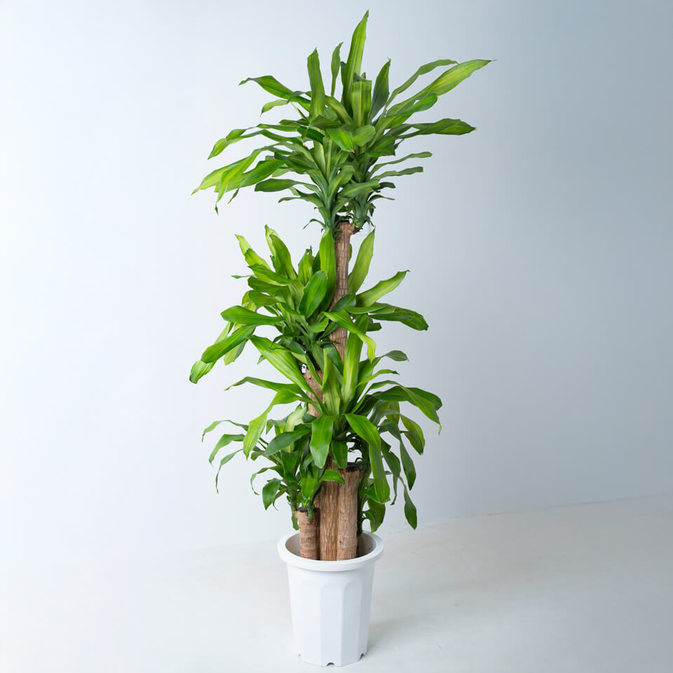 月曜特価！幸福の木　マッサンゲアナ　苗　苗木　観葉植物　10号鉢　4株植え adca69509187140e1388241addc450