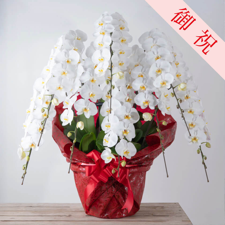 お祝い用】豪華8本立ち白胡蝶蘭 | 広島花屋オンラインショップ花将