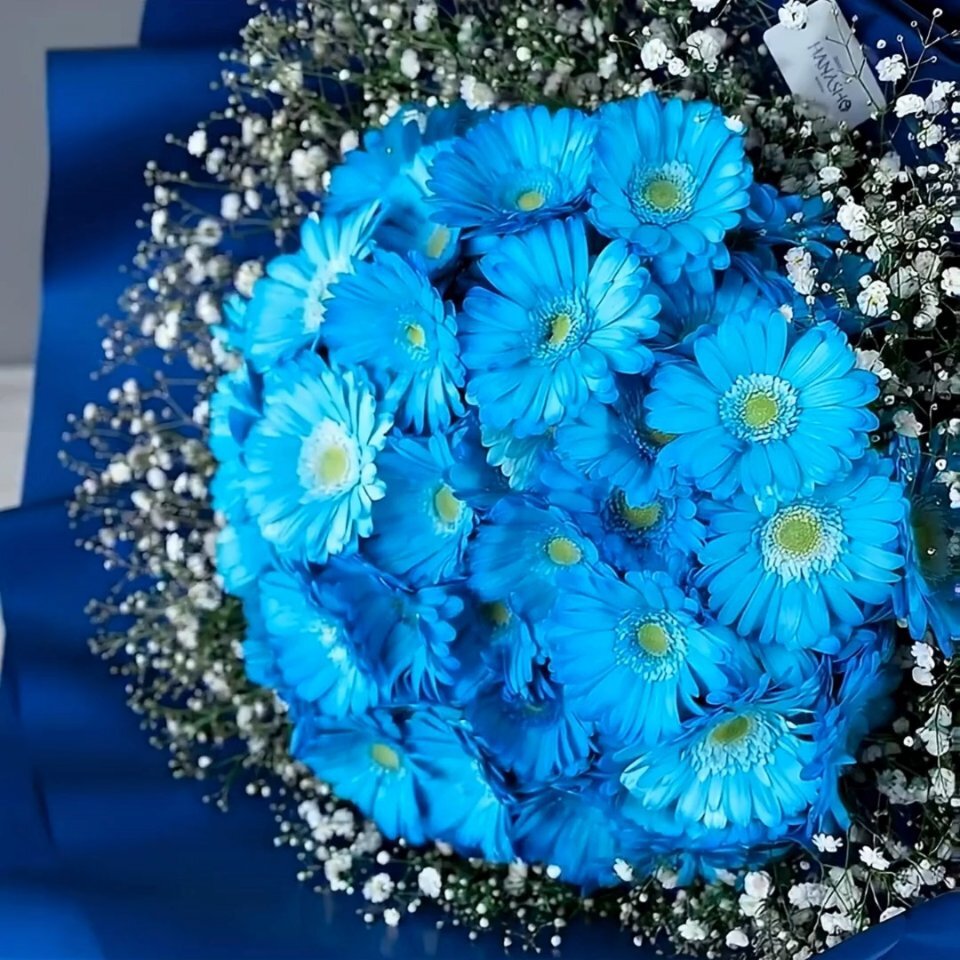 青ガーベラ100本の花束(かすみ草入り) | 広島花屋オンラインショップ花将