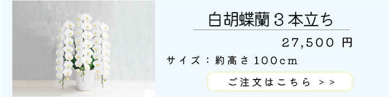 胡蝶蘭白