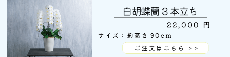 白胡蝶蘭