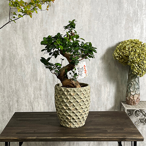 観葉植物