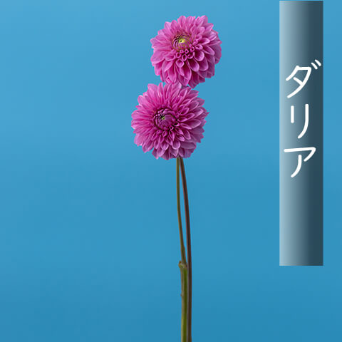 ダリア