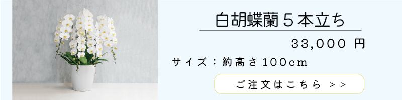 胡蝶蘭５本立ち