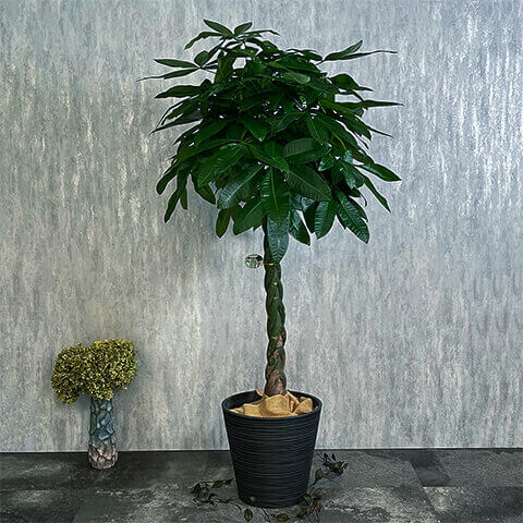 観葉植物