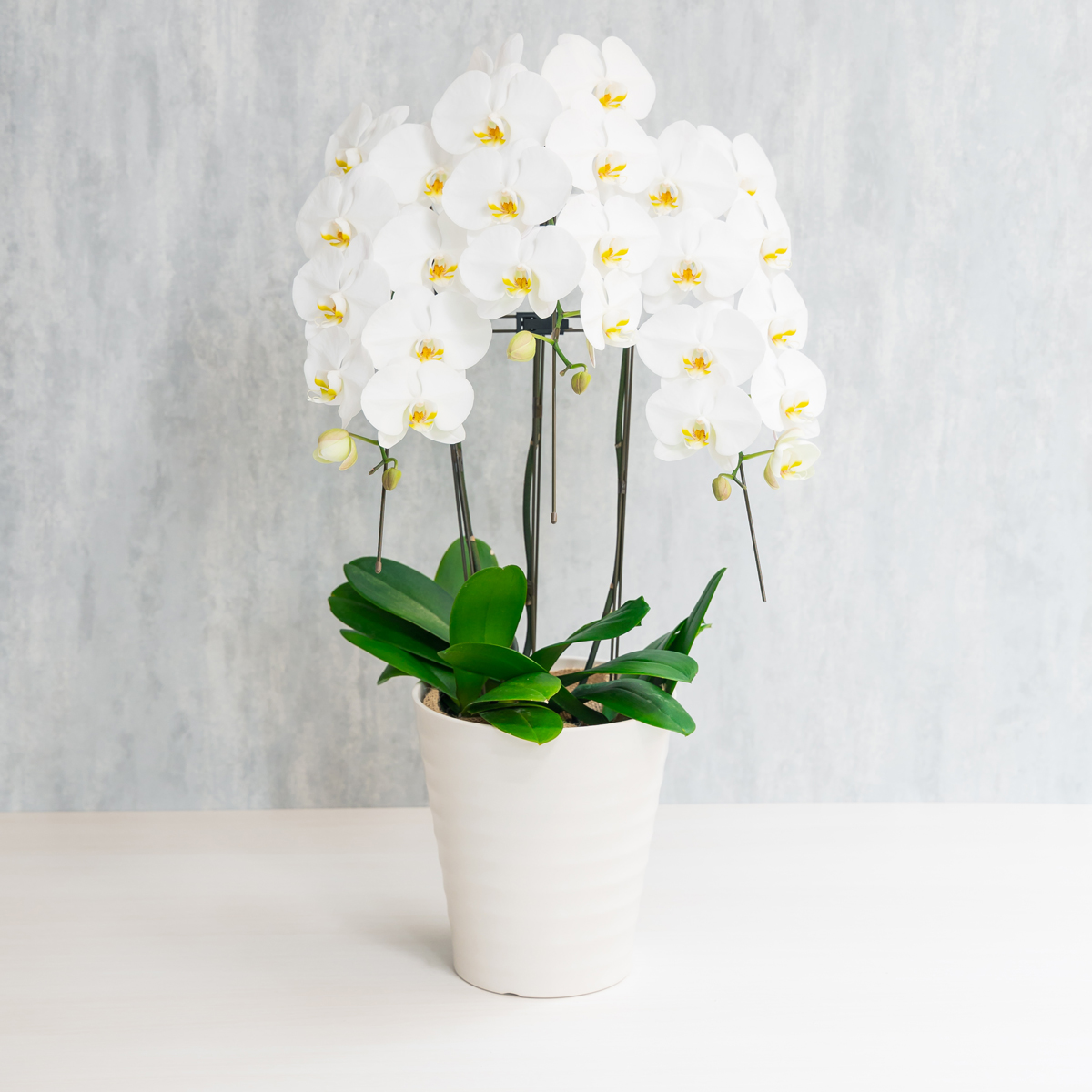 広島の花屋 花将の胡蝶蘭