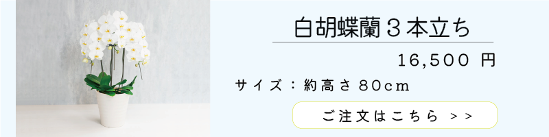 白胡蝶蘭16500円