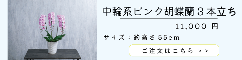 中輪系ピンク胡蝶蘭