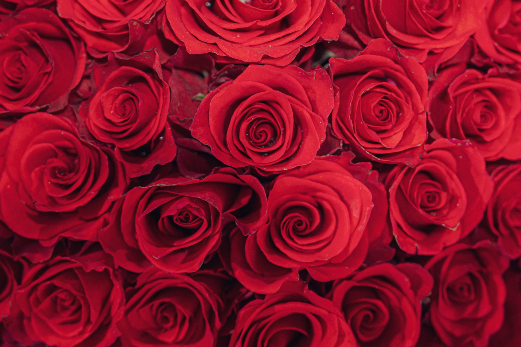プロポーズの花束