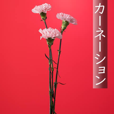 カーネーション